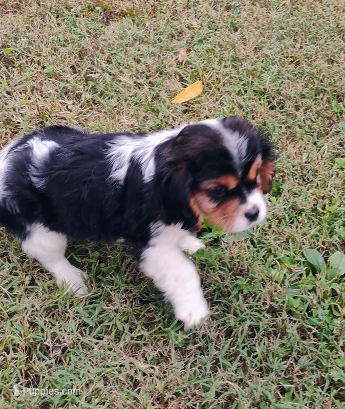 Libby  – Cavalier King Charles Spaniel puppy for sale in Portland, TN