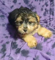 Axel, a male Yorkshire Terrier for sale in Portland, TN – 1 of 3