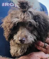 Carter, a male Schnoodle for sale in Portland, TN – 3 of 4