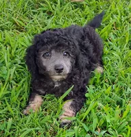 Jayjay, a male Schnoodle for sale in Portland, TN – 2 of 5