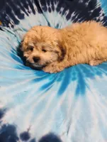 Teddy, a male Bichon Frise and Shih Tzu for sale in Portland, TN – 5 of 7