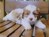 Kirby - blue eyes, a male Cavapoo for sale in Portland, TN – 5 of 6