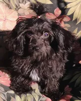 Mitzi, a male Aussiedoodle for sale in Portland, TN – 1 of 7