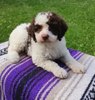 Amberlynn, a female Schnoodle for sale in Portland, TN – 3 of 7