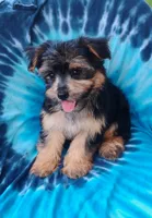Codi, a male Yorkshire Terrier for sale in Portland, TN – 1 of 6