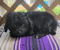 Kiki, a male Aussiedoodle for sale in Portland, TN – 3 of 5
