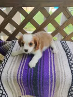 Daisy, a female Cavalier King Charles Spaniel for sale in Portland, TN – 5 of 7
