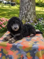 Joey, a male Schnoodle for sale in Portland, TN – 3 of 3
