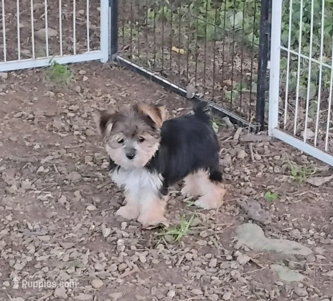 Minnie – Yorkshire Terrier puppy for sale in Portland, TN
