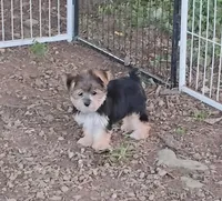 Minnie, a female Yorkshire Terrier for sale in Portland, TN – 1 of 7