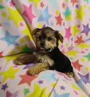 Minnie, a female Yorkshire Terrier for sale in Portland, TN – 2 of 5