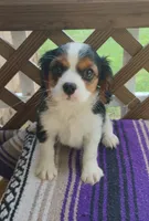 Rose, a female Cavalier King Charles Spaniel for sale in Portland, TN – 2 of 6