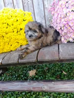Aubrey, a female Pomapoo for sale in Portland, TN – 5 of 6