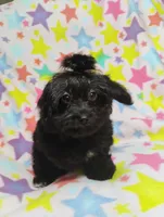 KiKi, a male Aussiedoodle for sale in Portland, TN – 5 of 5