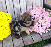 Aubrey, a female Pomapoo for sale in Portland, TN – 7 of 7