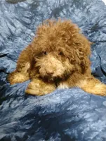 Carter, a male Schnoodle for sale in Portland, TN – 3 of 3