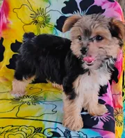 Minnie, a female Yorkshire Terrier for sale in Portland, TN – 3 of 7