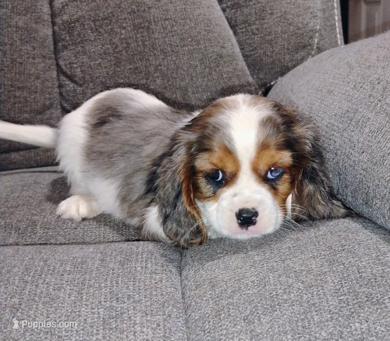 Pebbles – Cavalier King Charles Spaniel puppy for sale in Portland, TN