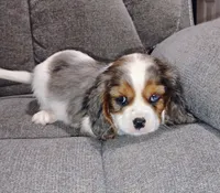 Pebbles, a female Cavalier King Charles Spaniel for sale in Portland, TN – 1 of 5