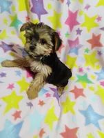 Minnie, a female Yorkshire Terrier for sale in Portland, TN – 5 of 5