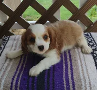Daisy, a female Cavalier King Charles Spaniel for sale in Portland, TN – 2 of 7