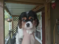 Libby , a female Cavalier King Charles Spaniel for sale in Portland, TN – 4 of 4
