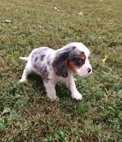Blue-eyed Blaze, a male Cavalier King Charles Spaniel for sale in Portland, TN – 5 of 10
