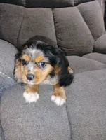 Jasper, a male Cavalier King Charles Spaniel for sale in Portland, TN – 2 of 5