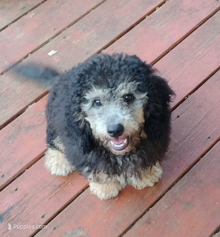 Curly – Schnoodle puppy for sale in Portland, TN