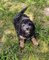 Jayjay, a male Schnoodle for sale in Portland, TN – 4 of 4