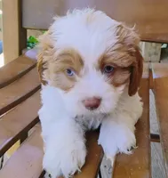 Kirby - blue eyes, a male Cavapoo for sale in Portland, TN – 2 of 6