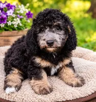 Jayjay, a male Schnoodle for sale in Portland, TN – 1 of 5