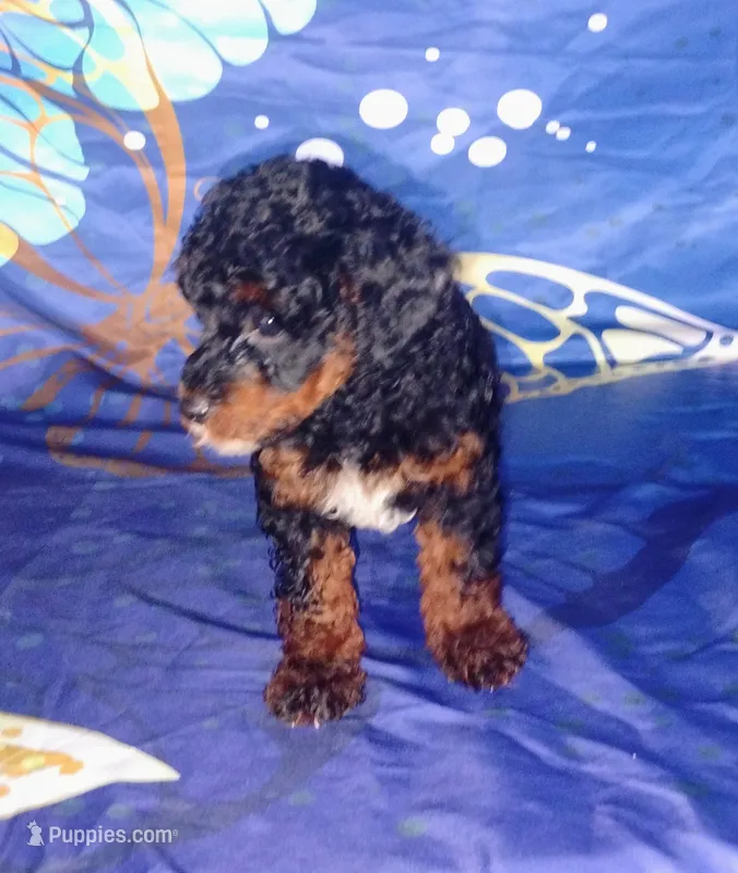 Lil' Zeus  – Poodle - Toy  puppy for sale in Portland, TN