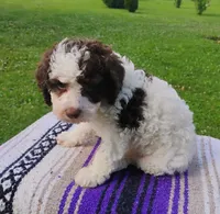 Amberlynn, a female Schnoodle for sale in Portland, TN – 4 of 7