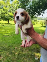 Daisy, a female Cavalier King Charles Spaniel for sale in Portland, TN – 4 of 5