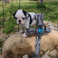 Max, a male Pug for sale in Portland, TN – Photo 4 of 5