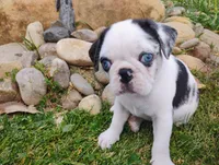 Max, a male Pug for sale in Portland, TN – Photo 5 of 5