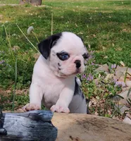 Max, a male Pug for sale in Portland, TN – Photo 2 of 5