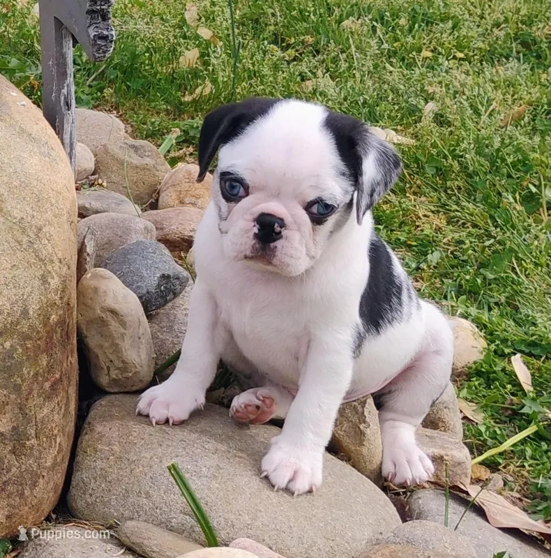 Max – Pug puppy for sale in Portland, TN
