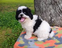 Princess, a female Bichon Frise and Shih Tzu for sale in Portland, TN – 2 of 6