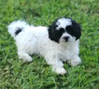 Princess, a female Bichon Frise and Shih Tzu for sale in Portland, TN – 4 of 5