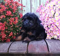 Izzie, a female Pomapoo for sale in Portland, TN – 7 of 7