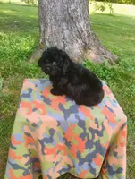 Kiki, a male Aussiedoodle for sale in Portland, TN – 5 of 6