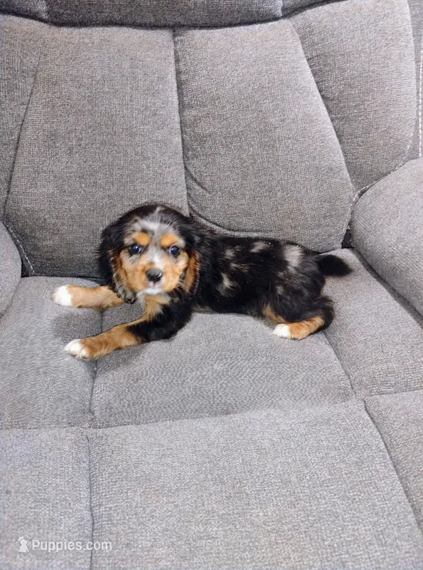 Jasper – Cavalier King Charles Spaniel puppy for sale in Portland, TN