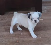 Kirby, a male Pug for sale in Portland, TN – Photo 4 of 7