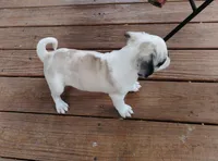Kirby, a male Pug for sale in Portland, TN – Photo 6 of 7