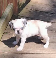 Kirby, a male Pug for sale in Portland, TN – Photo 2 of 7