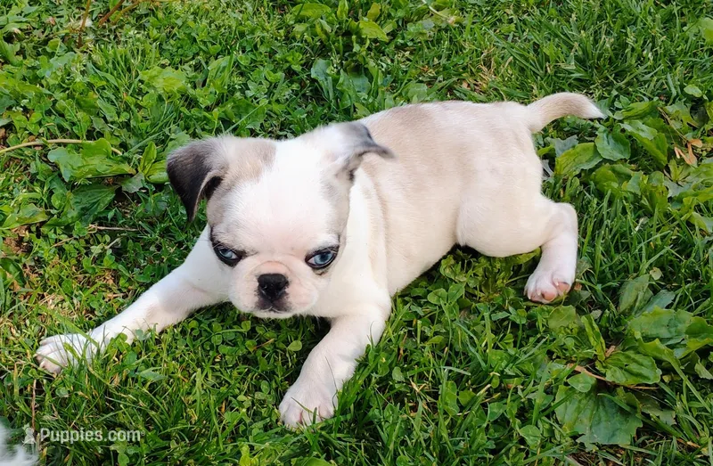 Kirby – Pug puppy for sale in Portland, TN