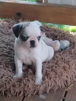 Kirby, a male Pug for sale in Portland, TN – Photo 7 of 7