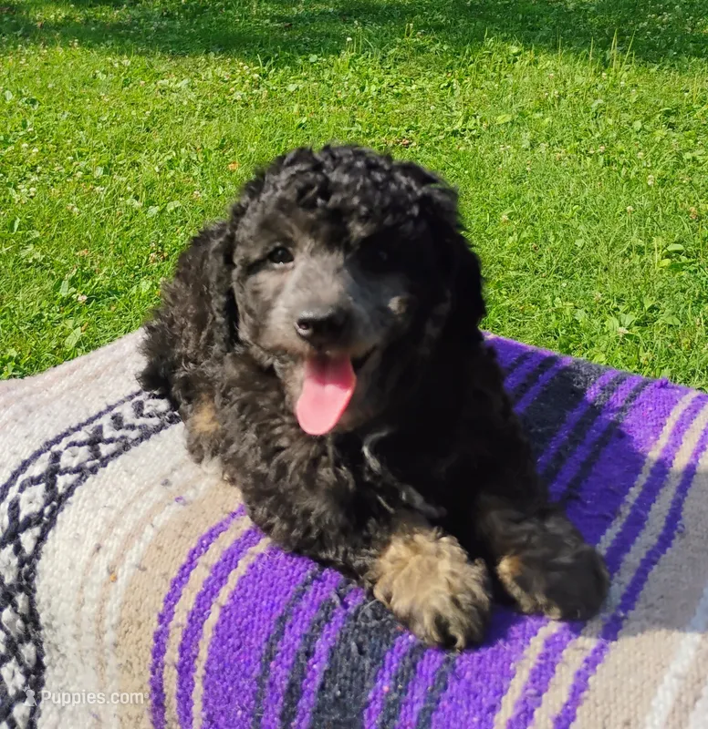 Jayjay – Schnoodle puppy for sale in Portland, TN